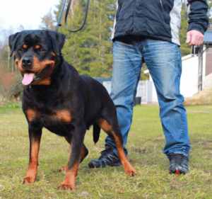 Tara_vom_Hause_Rakovic