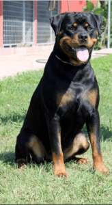Tara_vom_Hause_Rakovic