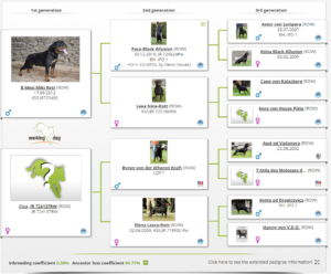 Tara_vom_Hause_Rakovic_Pedigree