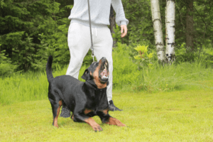 Tina_vom_Hause_Gründchen