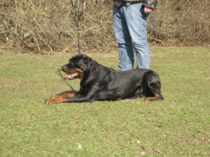 Tina_vom_Hause_Gründchen