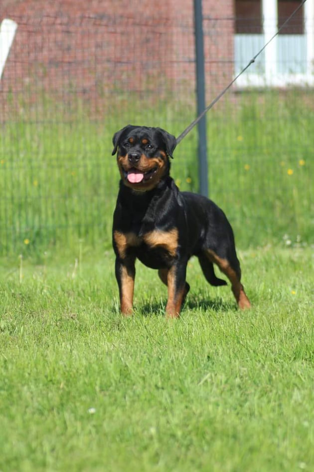 A new star has arrived at RottiPowah Rottweiler Kennel Uppfödare av