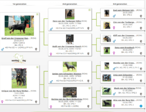 dago_vom_schwaiger_wappen_pedigree_pedigree