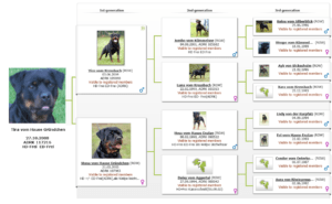 Tina_vom_Hause_Gründchen_Pedigree
