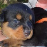 Rottipowah puppies