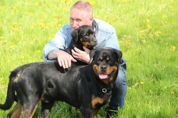 RottiPowah Rottweiler Kennel